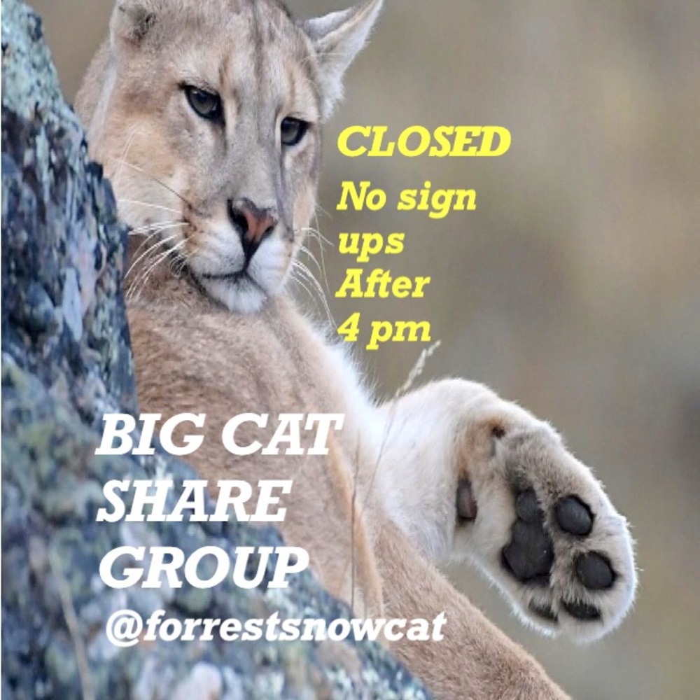 BIG CAT SHARE GROUP  SUNDAY 4/19  CLOSED